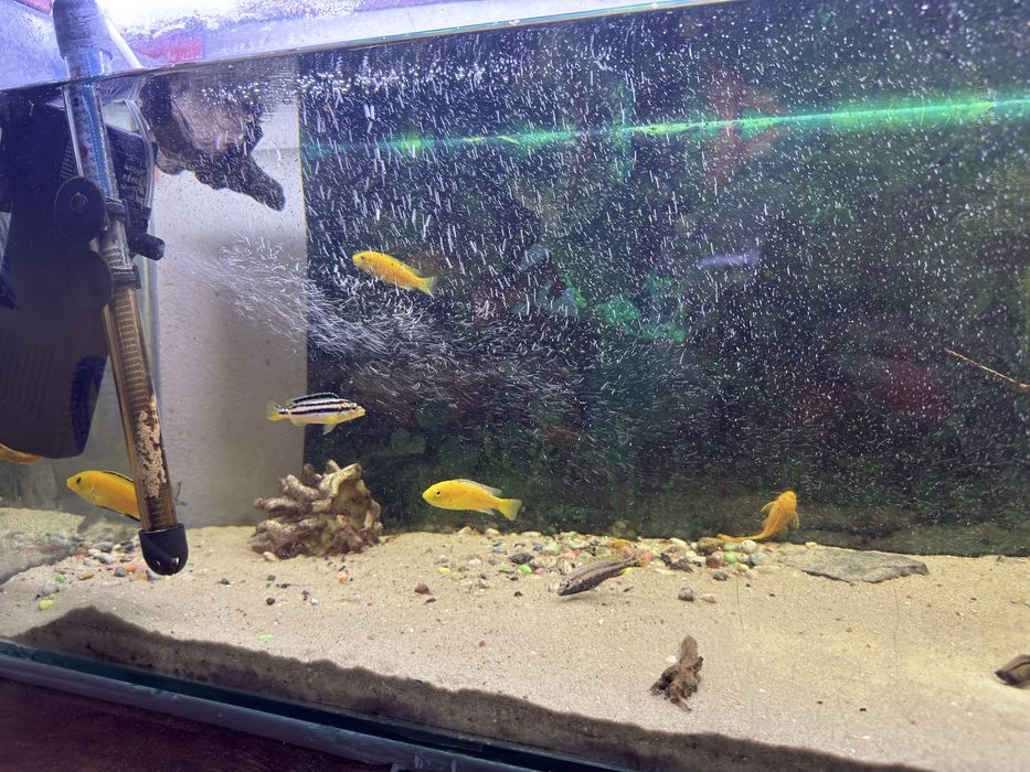 Оборудван работещ аквариум 162л с цихлиди