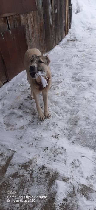 Алабай алабайев алабаевич