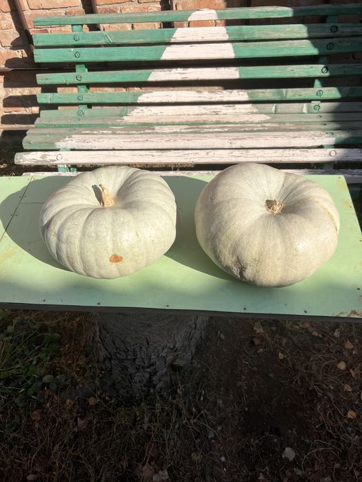 Продам тыкву. Столовую. Сорта «Кооперативный». Сладкая.