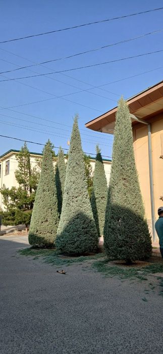 Archa sitrchka qilmiz