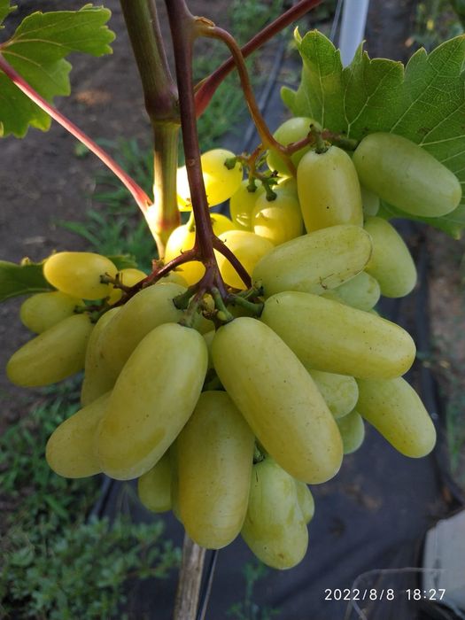 Butași Viță De Vie Anul 3 De Vegetație