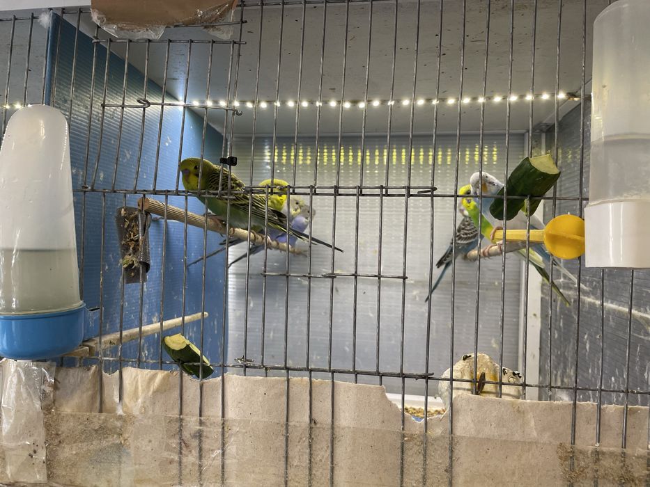 Вълнисти папагали