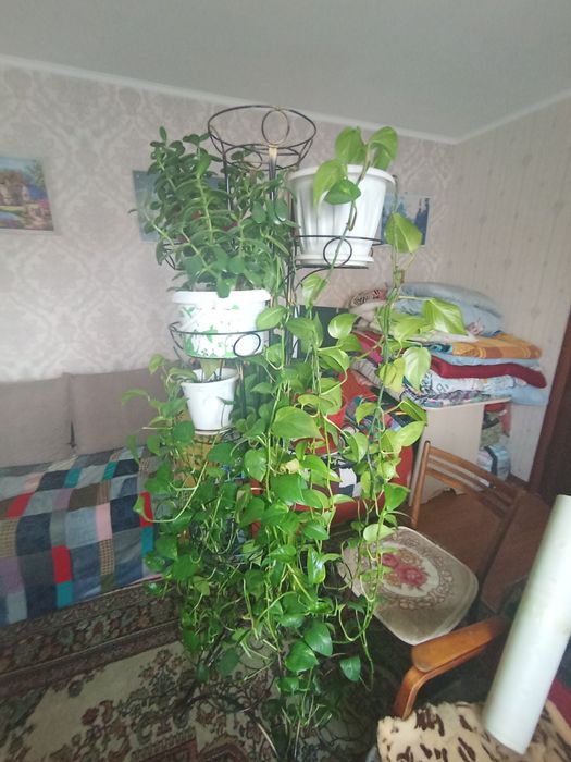 Домашний цветок лиана. Без подставки.