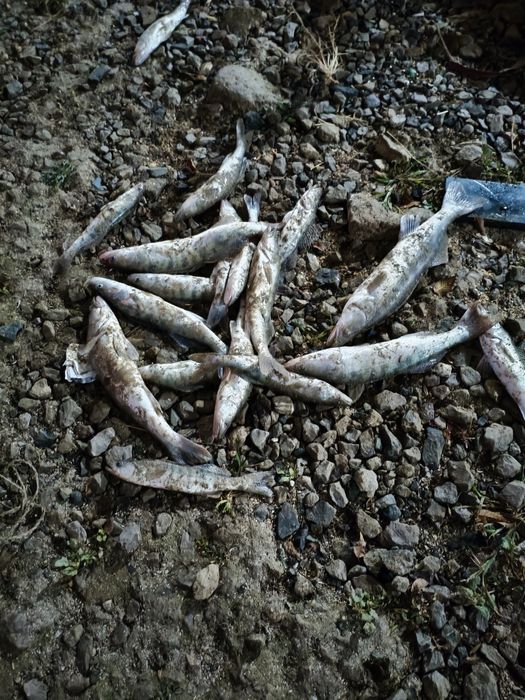 Свежая рыба, судак