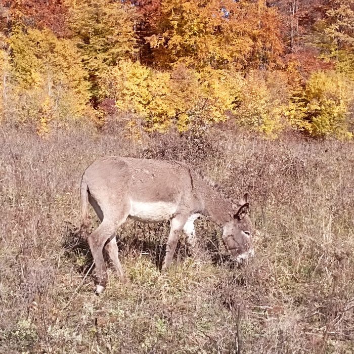 Vând măgar armăsar