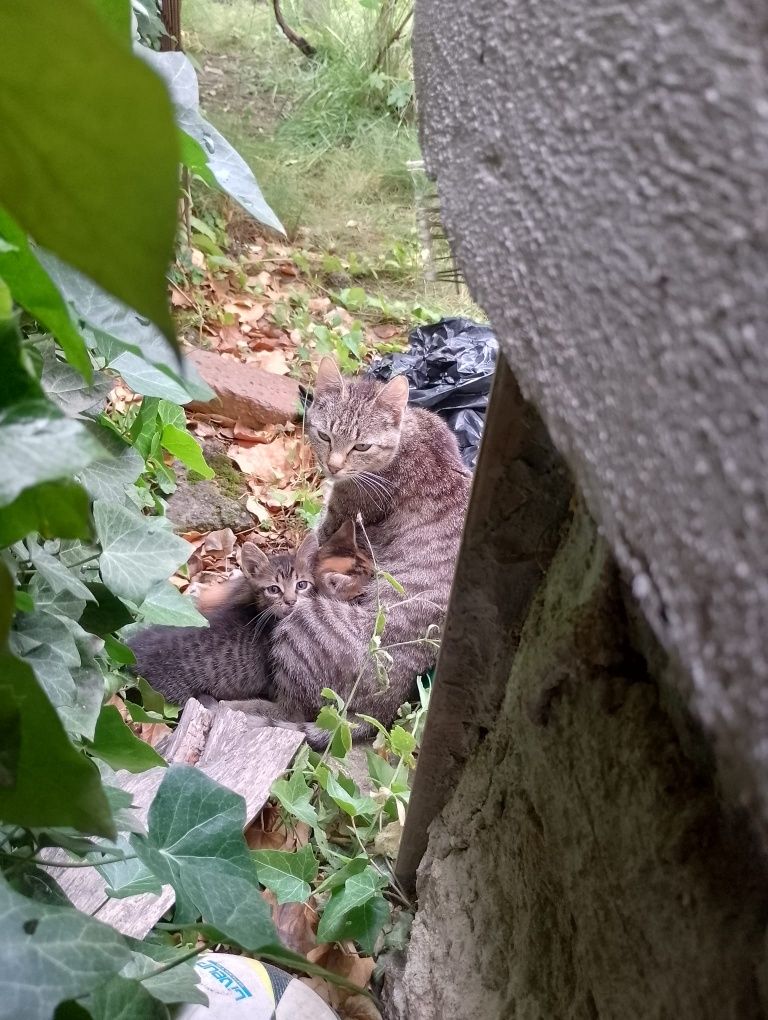 Pisoiași frumoși pentru adopție