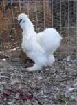 Cocos matase japoneza/ Araucana potarnichiu salbatic