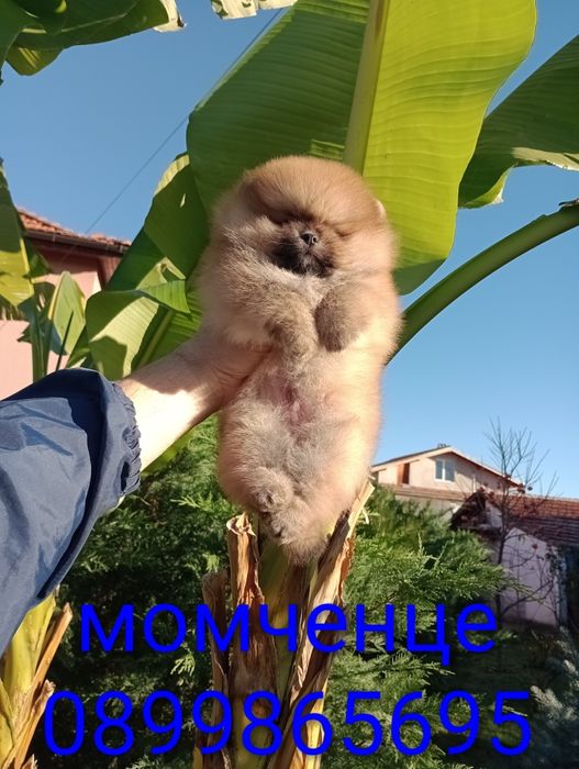 Мъжки Померани. Реални снимки!