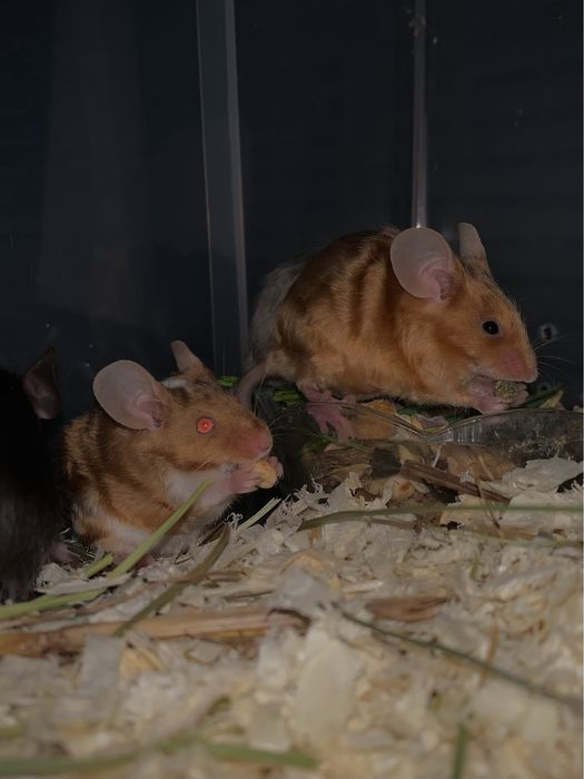 Декоративные мышата (не звонить, пишите)