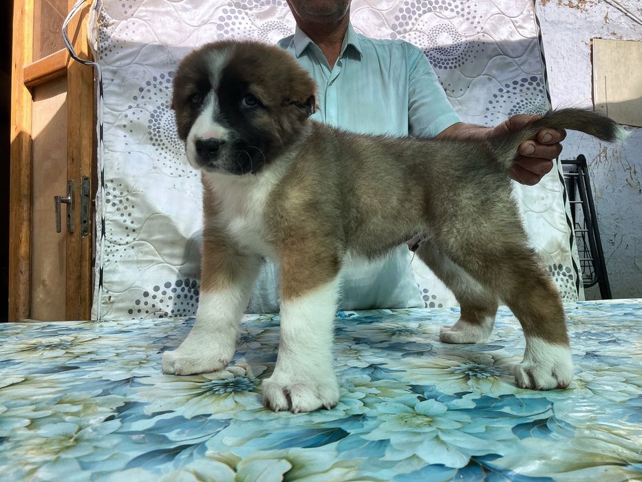 Щенок Кафказского Алабая ( Супер Гигант )