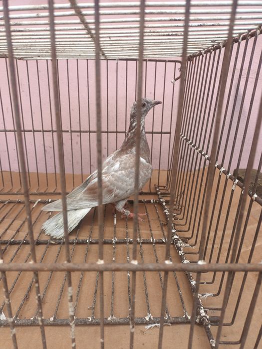 Porumbei voiajori/galateni/satineti