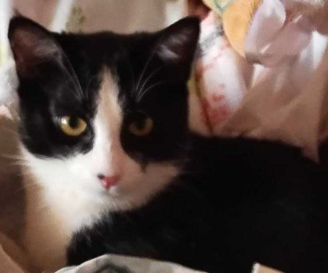 Отдам кота бесплатно на участок