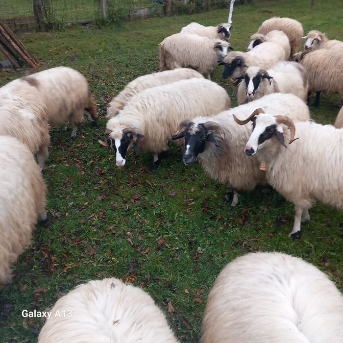 Oi de vînzare se vând doar toate 20 bucăți perț 1500 bucata fix