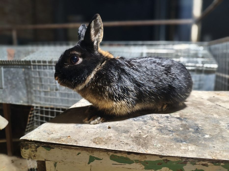 Karlik quon sotiladi