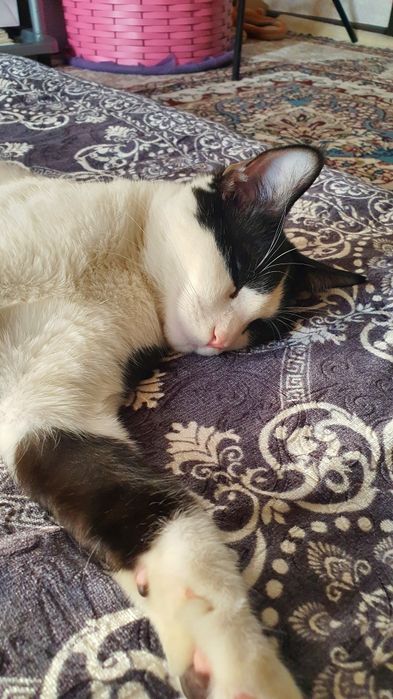 Бесплатная домашняя кошка