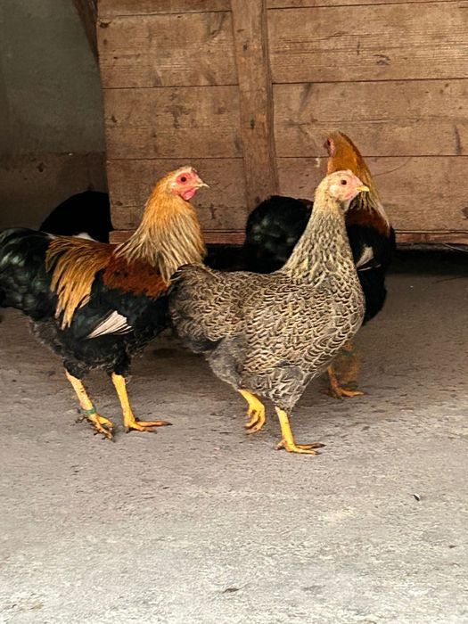 Wyandotte pitic orange