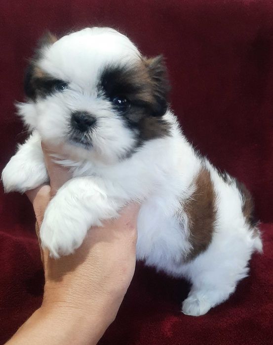 Девочка-красавица щенок Ши-тцу