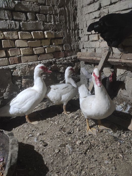 Индаутка сотилади