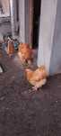 Cocosi și găini cochinchina uriaș
