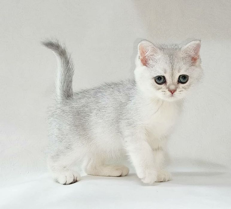 Продается котята серебристая шиншила л