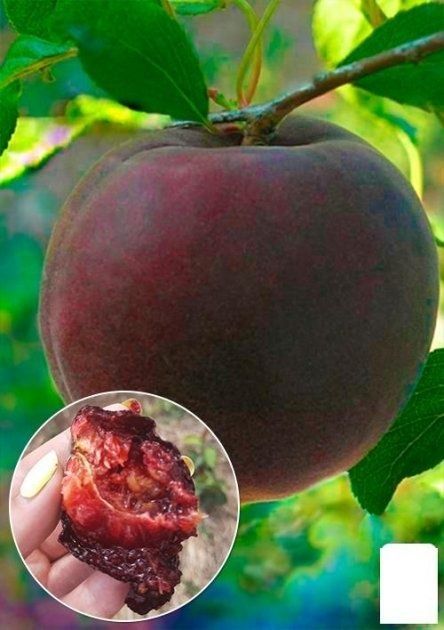 Pomi fructiferi deosebiti Cais soiul Printul negru