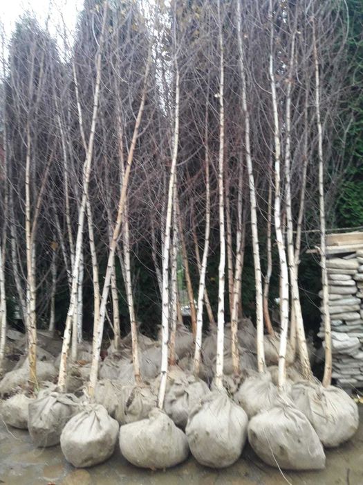 Vând mesteacăn alb avem de la      
  3-5m