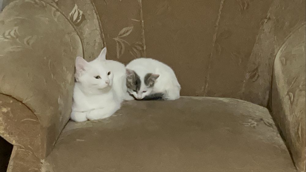 Отдам кошку/котенка бесплатно в добрые руки