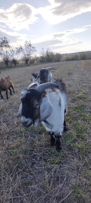 Vand doi  țapi  (iezi de anul asta)