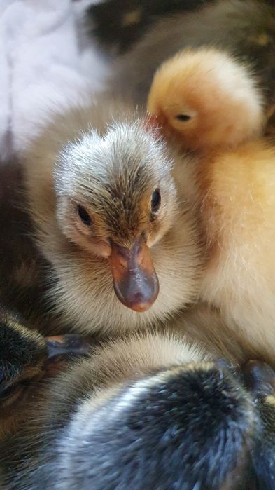 Vând rațe indiene alergătoare