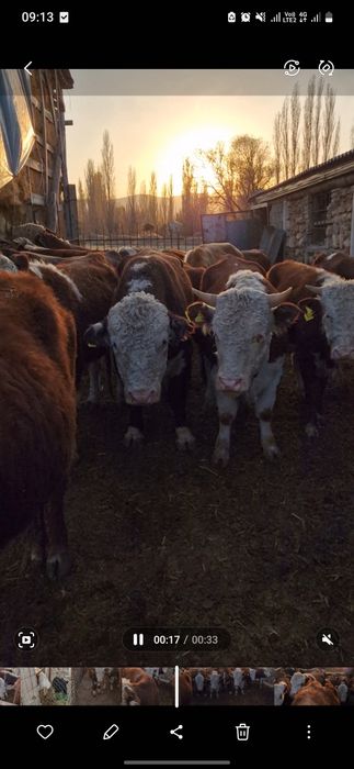 Продам быков белоголовой  порода