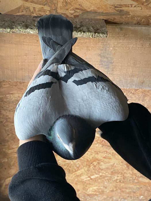 Vând porumbei voiajori cu zboruri porumbei sunt de fond!  M.2022 f2019