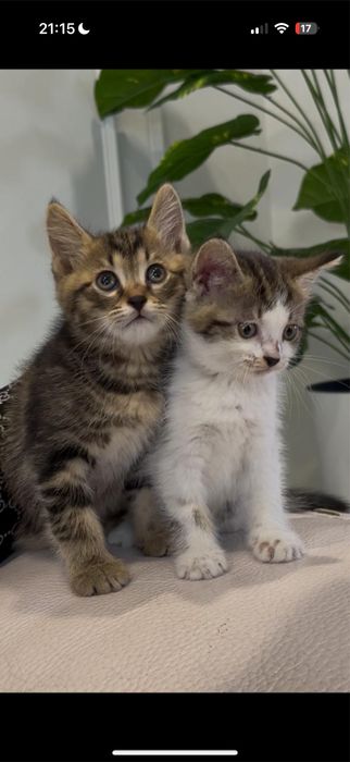 отдам котика бесплатно