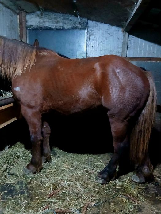 Cal castrat de 4 ani