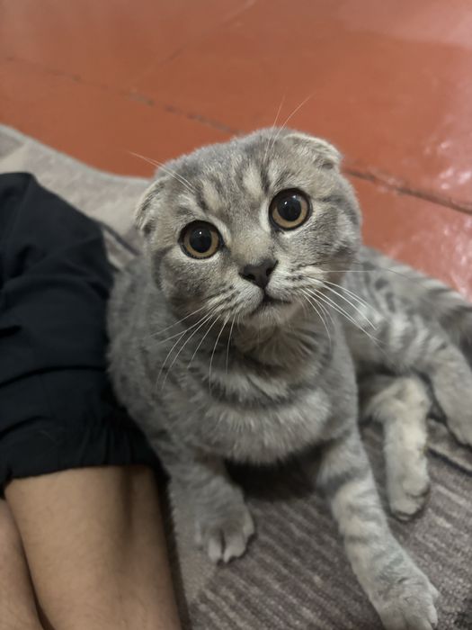 шотландская кошка