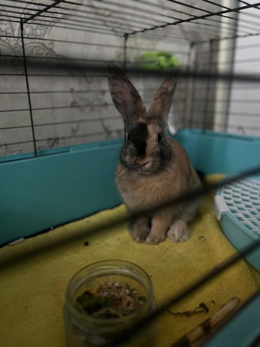 Клетка сатылады қоянға арналған