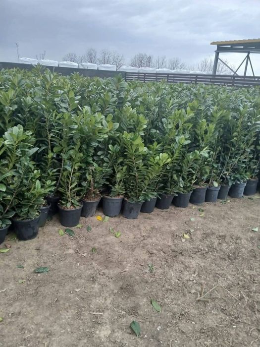 Leylandi cupressus, Livrare gratuita oriunde în Țară