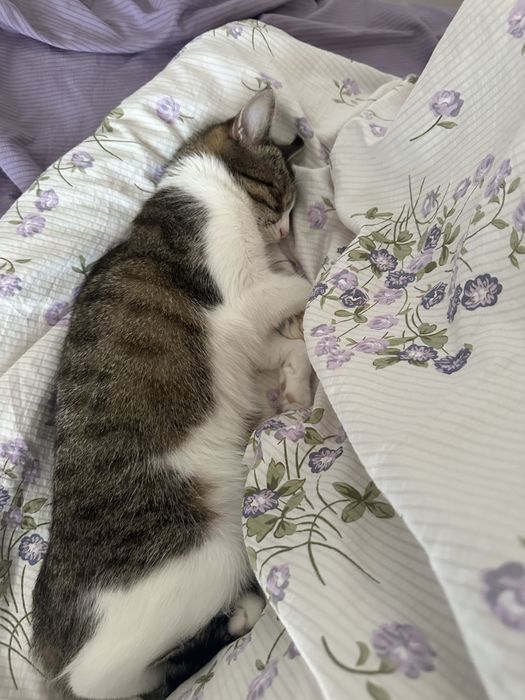 Красивая кошка Муиза