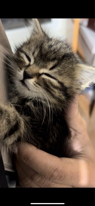 Котик отдам в хорошие руки домой кому то, Алматы