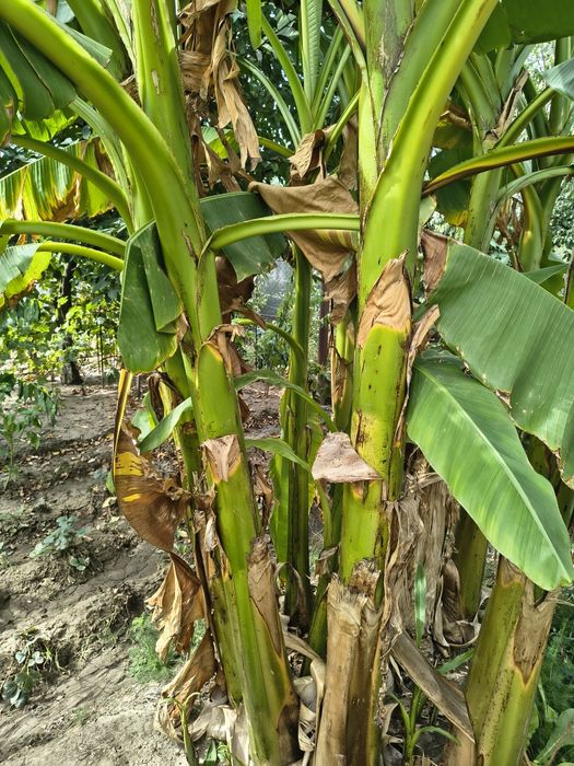 Bananieri aclimatizați.