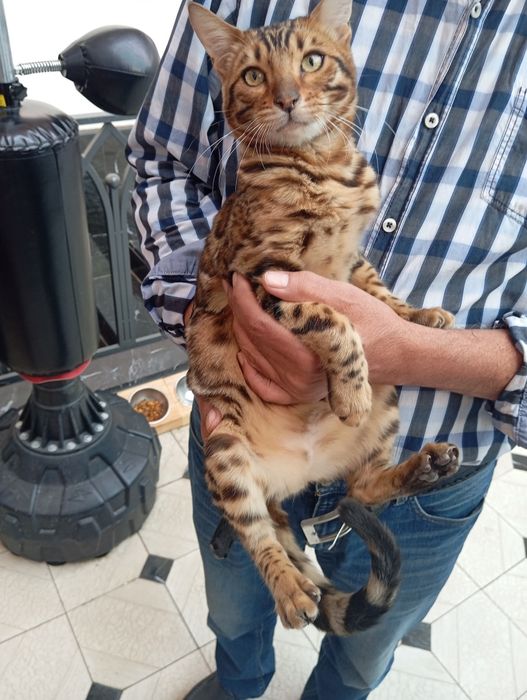 Zoti Bengal toza zot o'g'il