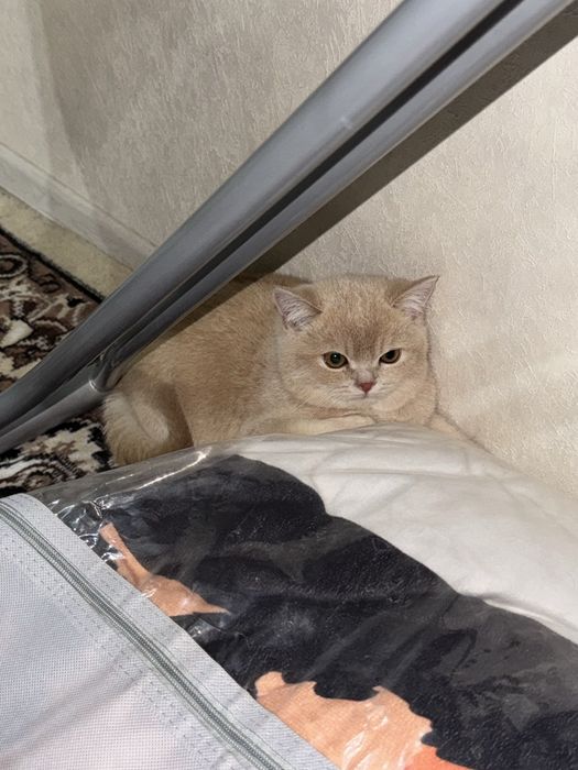 скоттиш страйт огил 3 ойлик