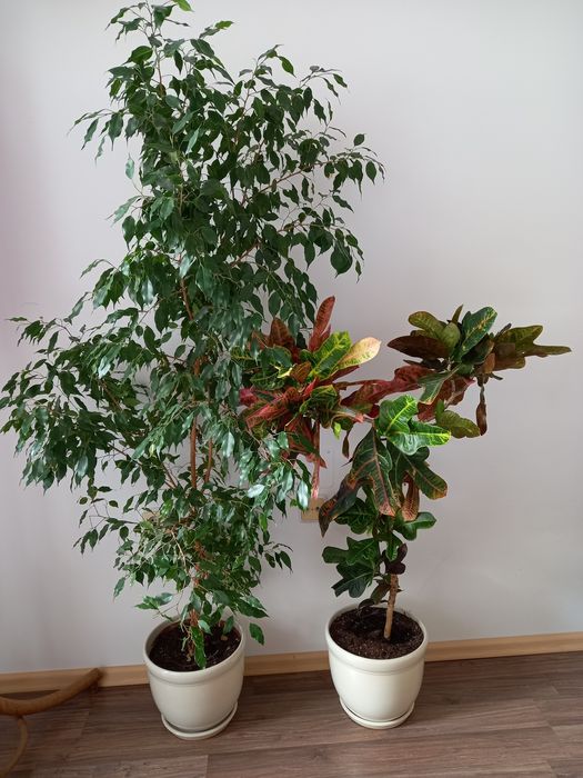 Две растения Огнен кротон и фикус Бенджамин