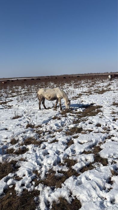 Продам две кобылы