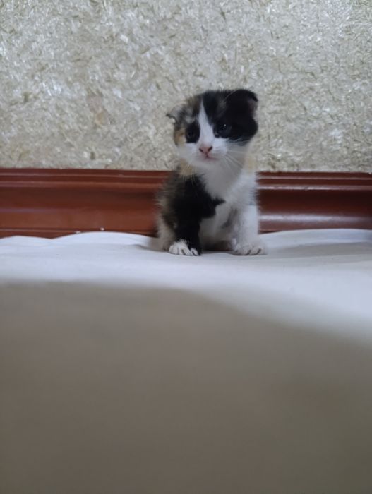 Кошки два веслаухие 1 месяц