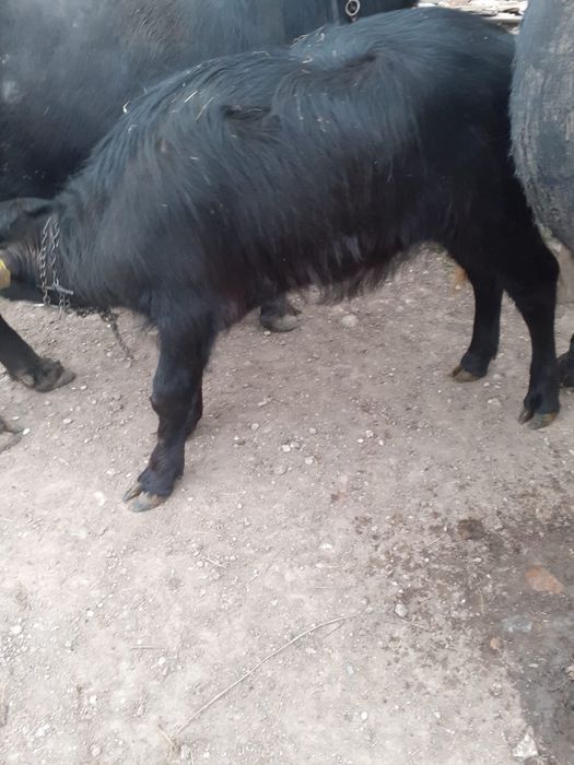 Vând viței de bivol