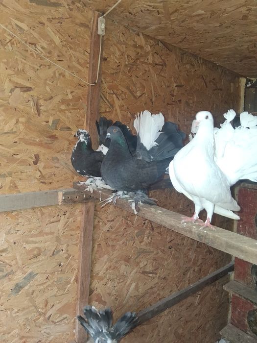 Se dau la schimb pe king sau voiajori standard