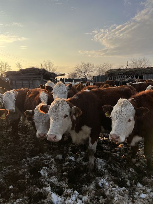 Продам фермеское хозяйство