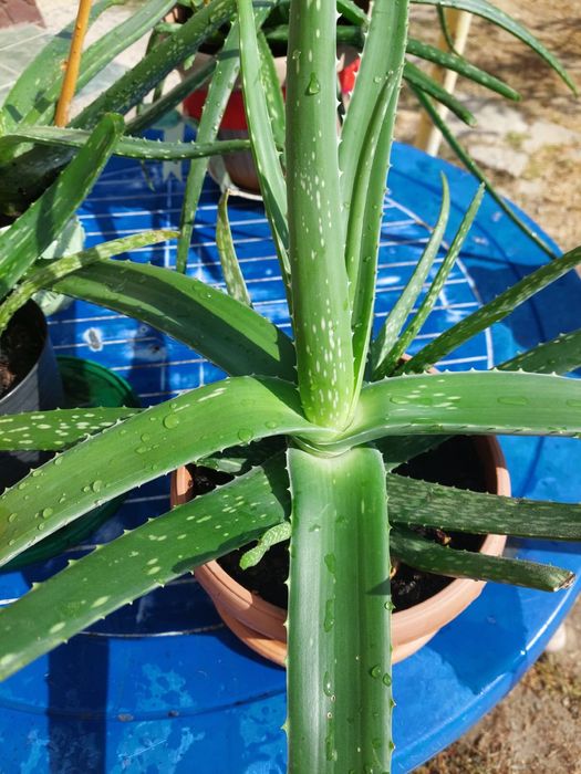 Алоэ лечебное 3-4-5 лет