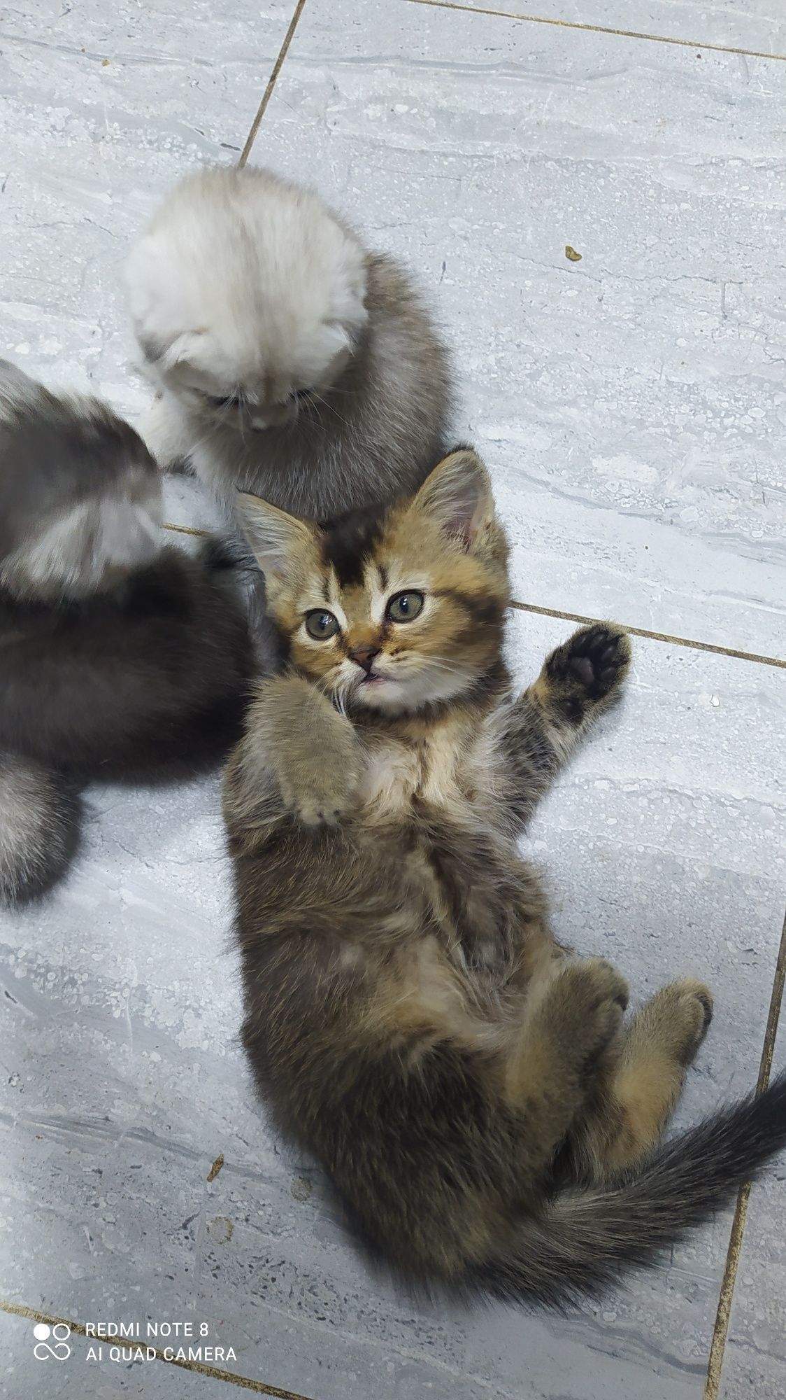 Пародисти котят  скоттиш стрйт и Залатой шиншилла