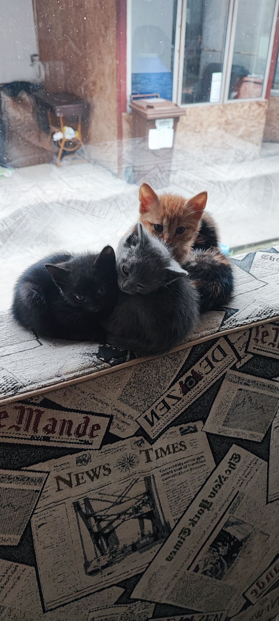 Ofer spre adopție